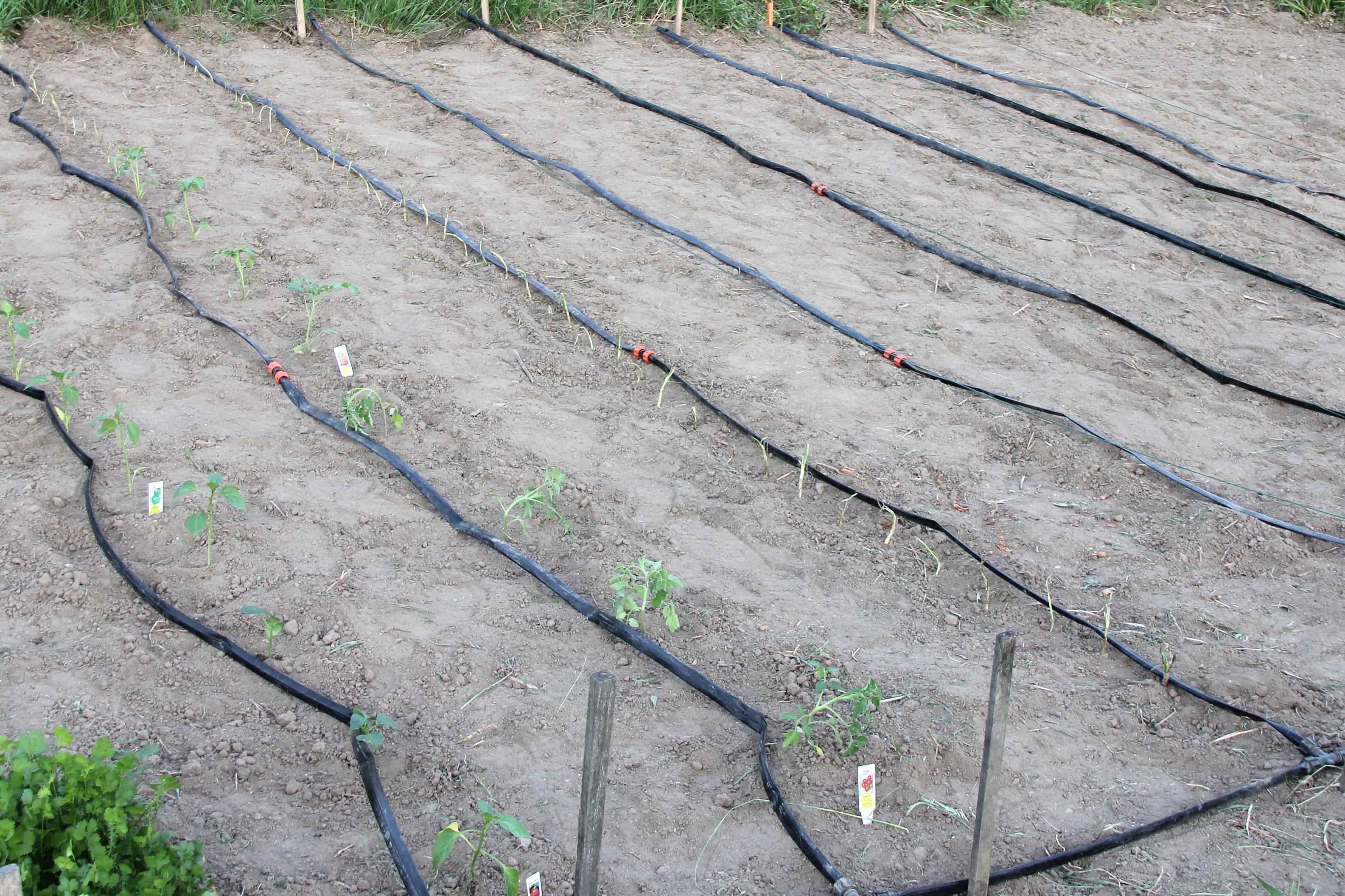 How To Install A Drip Line Irrigation at Vincent Miller blog